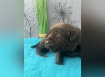 Reinrassige braune Labradorrüden mit Ahnentafel der Showlinie