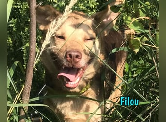 Filou 04/2022 - lebensfroher, unglaublich netter Hund sucht Menschen mit Herz!