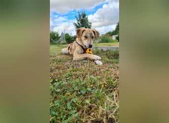 Pupcake Nala sucht ihre Familie