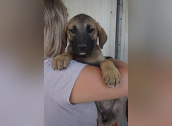 Rudi - sucht noch sein Körbchen
