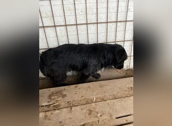Kiki-LM, ein kleiner Schatz sucht Geborgenheit