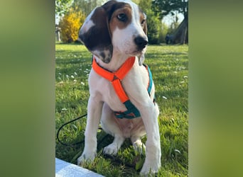 Beagle Mischlingswelpe GEORGY (Dezember 2024) sucht eine eigene Familie
