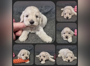 Cockapoo ! Bezaubernde Welpen aus langjähriger, bewährter u. überprüfter Haus/Familienaufzucht.