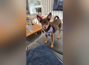 Liebevolles Zuhause für Maksik gesucht