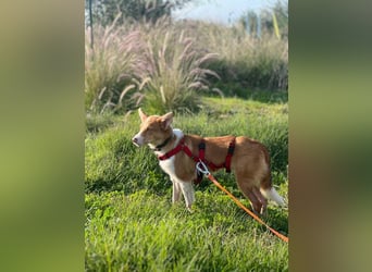 Timon (Spanien) – ein „kleiner Fuchs“, der Sie lächeln lässt