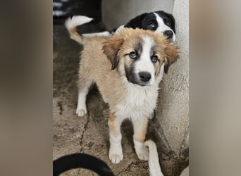 Zarina, geb. ca. 01/2025, lebt in GRIECHENLAND, im städt. Tierheim Serres