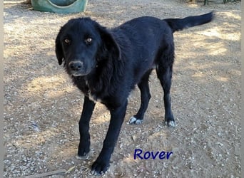 Rover 04/2024 (GRC) - ruhiger, geselliger und liebenswerter Junghund!