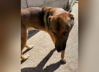CHIARA❤️charmant, sozial, offenherzig und sucht dringend ihr Für-Immer-Nest