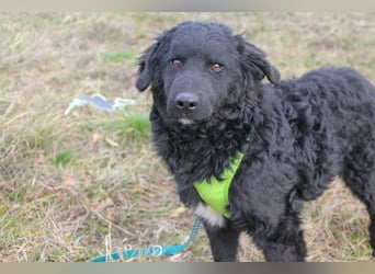 Verspielter TRUNTO - Traumbub mit dem Potential zum Herzenshund