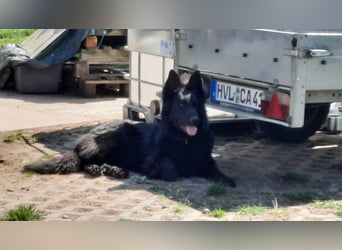 Altdeutsche Schäferhund Hündin