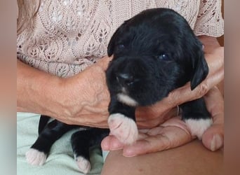 Portugiesische Wasserhund-Welpen aus der Welpenkrippe®