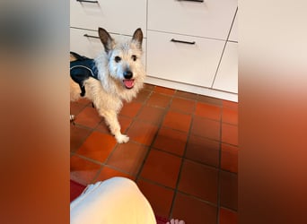 Arno sucht ein Zuhause