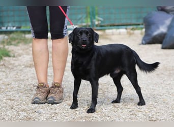 ROCKY - der liebe, aufgeschlossene Rüde kennt das Familienleben und träumt von einem lieben Zuhause