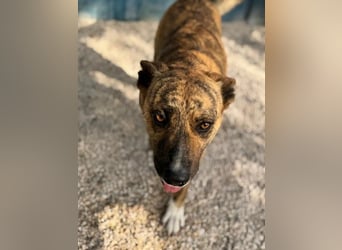 Bimba, freundlich lustig und sozial