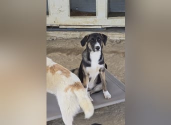 Wilma wünscht sich eine tolle Familie!