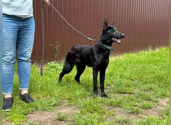 Lupin VI– Ein kluger Herzenshund sucht sein Für-immer-Zuhause