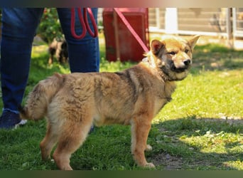 Anubis PP - Feinfühliger Wirbelwind sucht seine Menschen