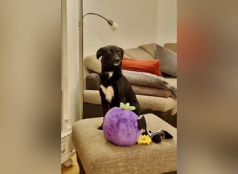 Charly - Großes Herz sucht Familie für ein dauerhaftes Happy End! (78166 Donaueschingen)