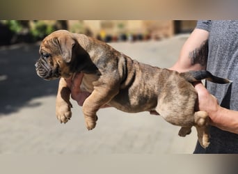 Old English Bulldog Welpen