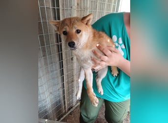 Palinka, junger schüchterner Shiba Inu Rüde
