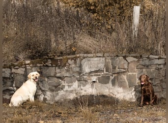 Labrador Welpen aus Körzucht