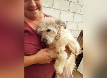 CHESTA sucht ein Zuhause