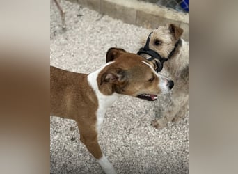 Marley, freundlich und sozial