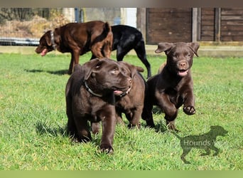 Acht reinrassige Labrador Welpen auf dem Weg in ihr neues Leben...