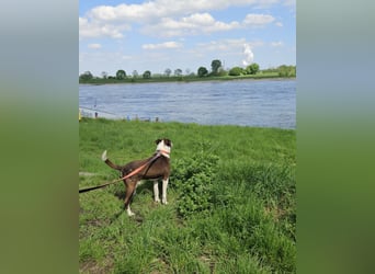 Cayo, 5 Jahre, sucht kompetentes Zuhause