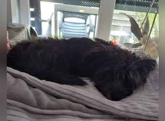 Lulu ❤️ wartet in 27751 Delmenhorst