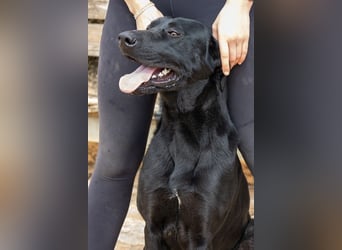 Dulcina ist eine gelehrige Lady in Black