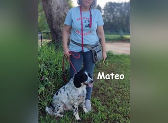Mateo 06/2020 (ESP) - sehr sozialer und anhänglicher Bretonischer Spaniel!