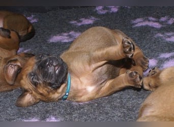 wunderschöne Rhodesian Ridgeback Welpen ! ! ! absolut vitale und einwandfreie kleine Engel