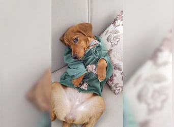 Lustige, soziale, katzenfreundliche Hündin Karamel