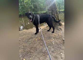 MOGLI ❤️ liebevoller Riese, Pflegefamilie Oberursel
