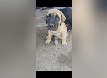 Presa Canario x Cane Corso