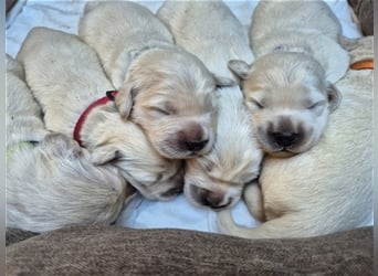 Kleine Golden Retriever Rüden suchen ab Oktober ein neues Zuhause