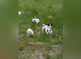 Spanische Wasserhund Welpen reinrassig
