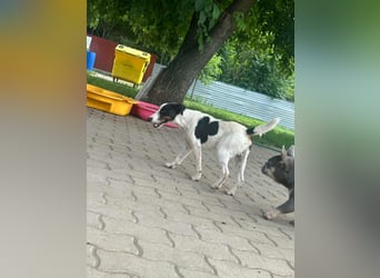 Maxi, geboren 01.04.2024, 36cm sucht aktives Zuhause
