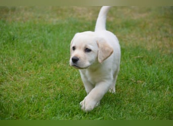 Reinrassige Labradorwelpen (Arbeitslinie)drei schwarze Mädels suchen ein schöne Zuhause
