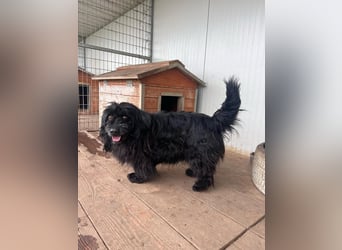 Tobi, altes Hundeherz möchte gern noch einmal ankommen dürfen