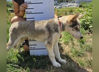 MONTY Husky Mix