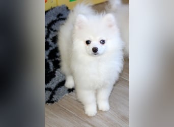 Zwei kleine Eisbären Zwergspitz Pomeranian suchen Kuschelpartner