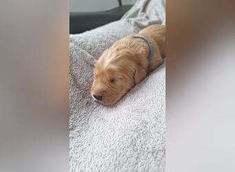 Golden Retriever Welpen