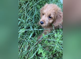 Mini Goldendoodle suchen liebevolles Zuhause