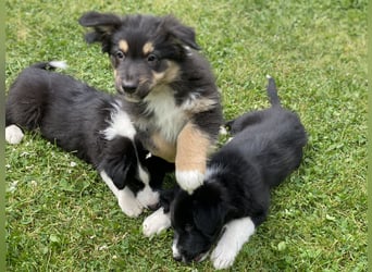 Dieser süße Australian Shepherd Rudel
