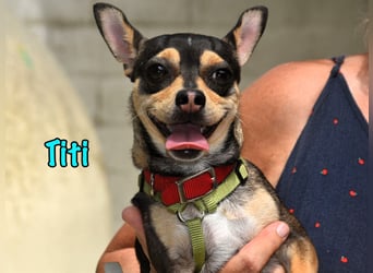 Titi geb. 03/2023 (ESP) - fröhlicher und liebevoller, kleiner Chihuahua-Mix!