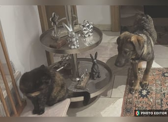 Timmy, sein Charme läßt Herzen schmelzen, PS in 94078 Freyung