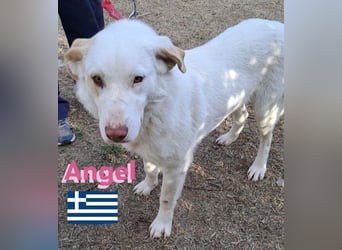 Angel,geb.04/23,ruhige,menschenbezogene Hündin sucht ihre Familie