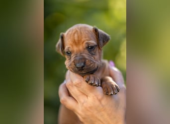 Rhodesian Ridgeback Welpen mit FCI-Ahnentafel